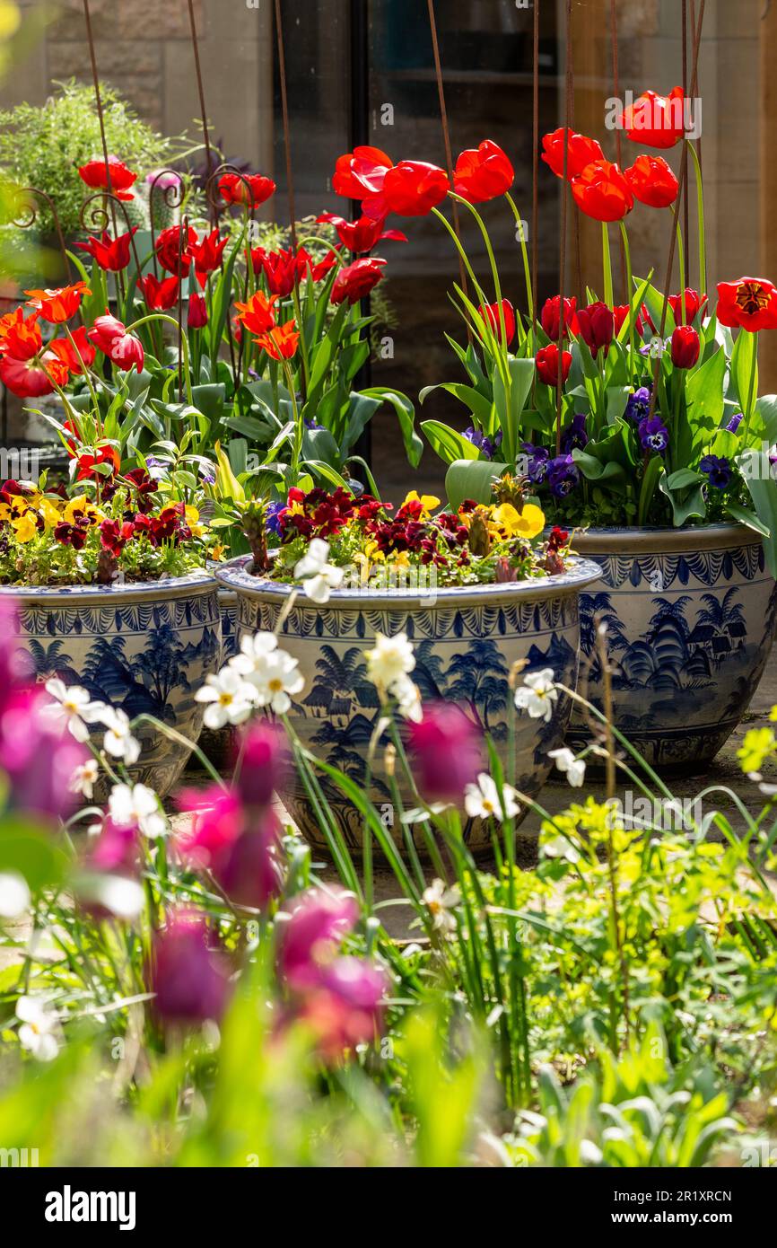 Tulipani rossi in pentole ornamentali in un giardino scozzese Foto Stock