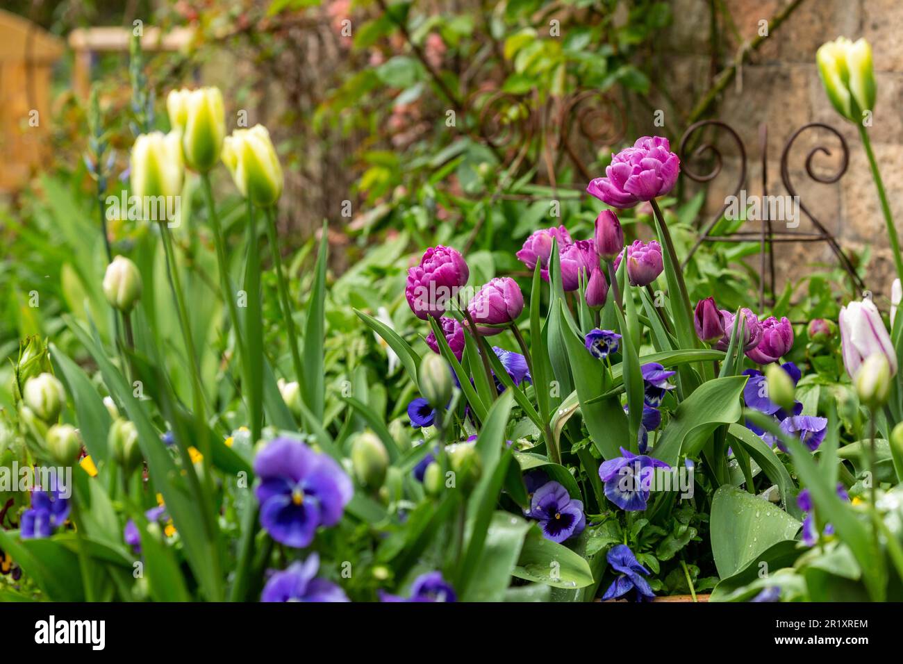 Tulipani e pansie che crescono in pentole Foto Stock