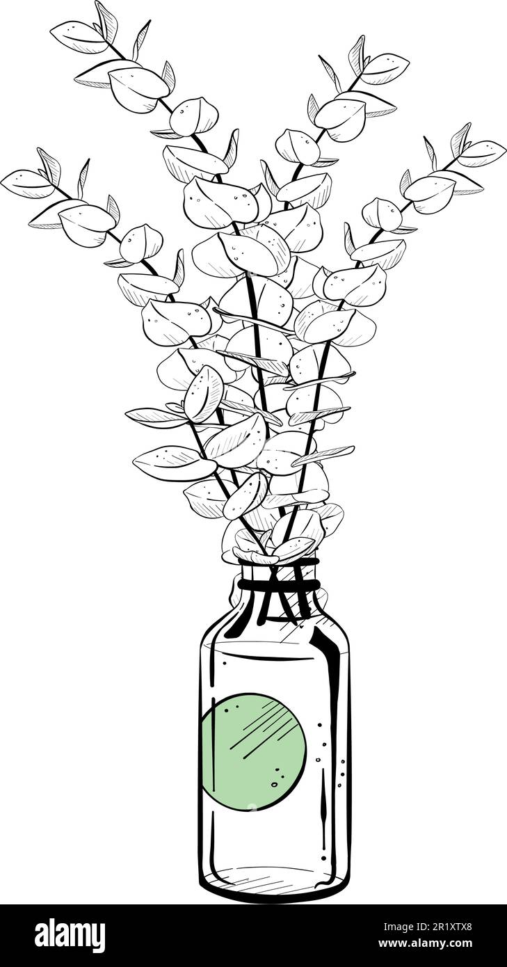 Illustrazione vettoriale della bottiglia con etichetta e bouquet di steli eucaliptus. Contorno nero del contenitore con liquido, disegno grafico. Per cartoline Illustrazione Vettoriale