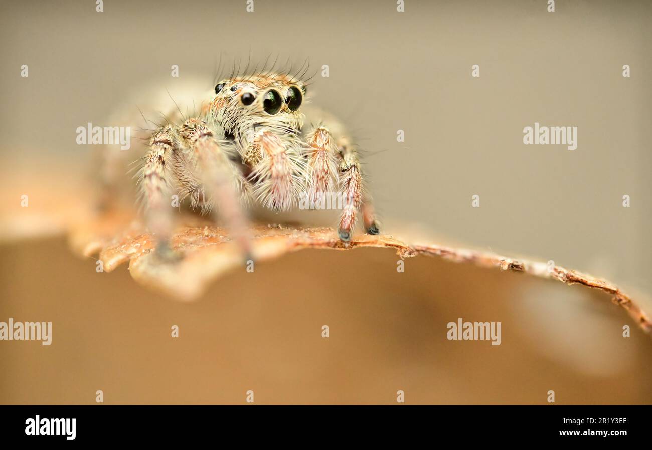 Un macrofo di un ponticello pesante (Hyllus semicupreus) ragno arroccato in cima ad una foglia Foto Stock