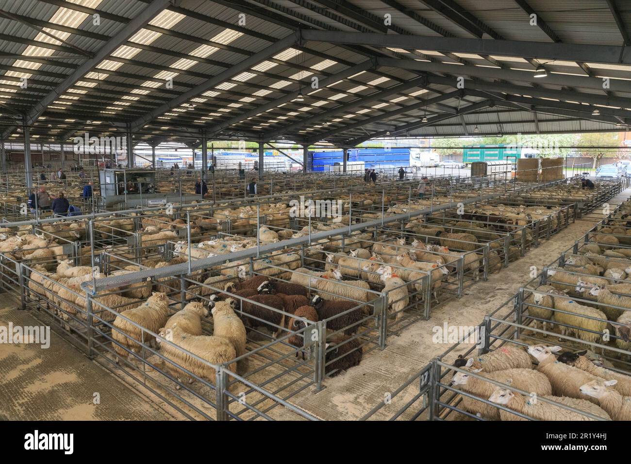 Mercato del bestiame di Melton Mowbray, Leicestershire Foto Stock