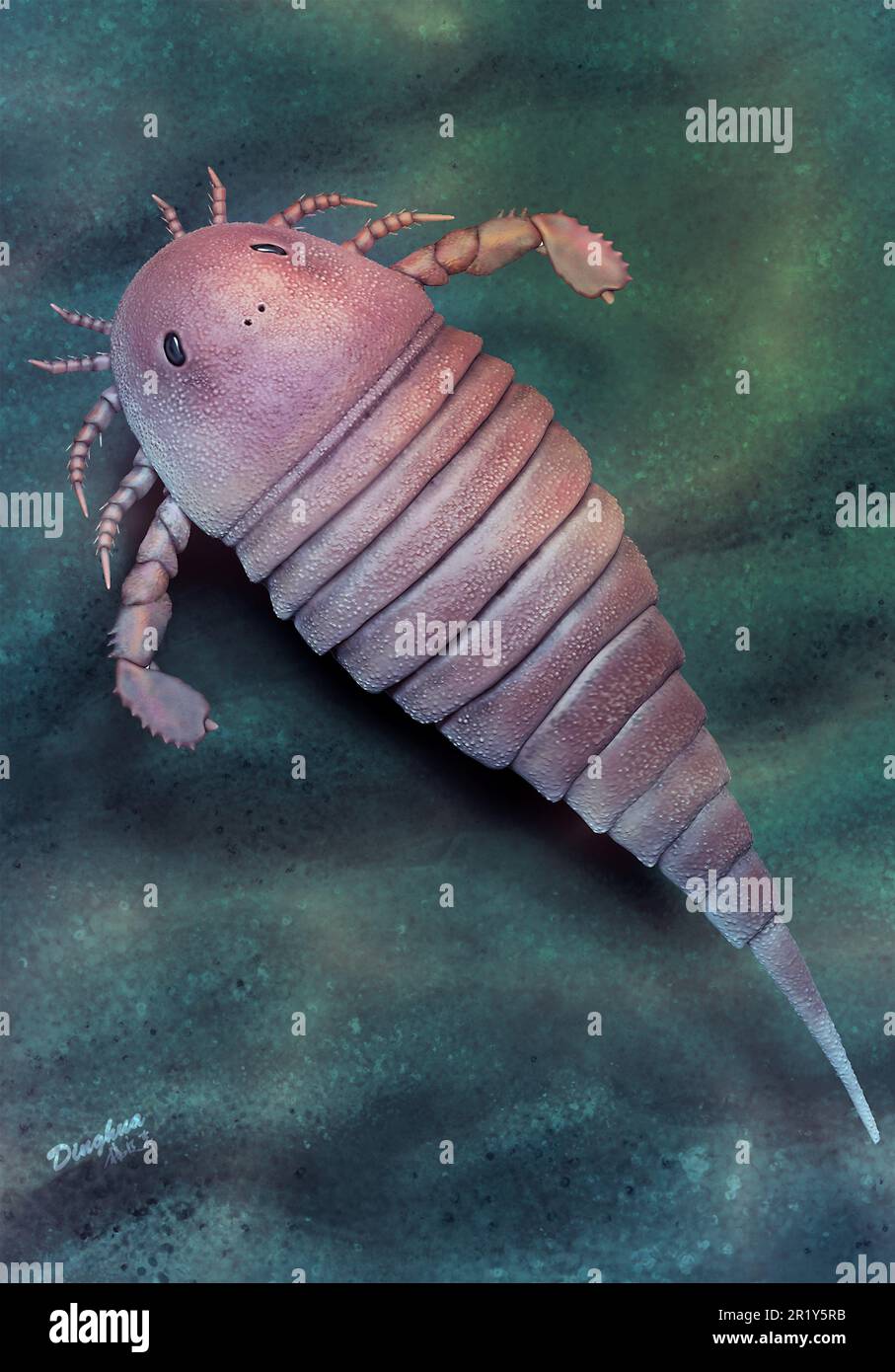 (230516) -- NANJING, 16 maggio 2023 (Xinhua) -- questa immagine fornita dall'Istituto di Geologia e Paleontologia di Nanjing dell'Accademia Cinese delle Scienze mostra l'immagine restaurata di uno scorpione marino basato su fossili di circa 450 milioni di anni. Ricercatori provenienti dalla Cina e dal Regno Unito hanno scoperto fossili di un euripteride precedentemente sconosciuto, più comunemente indicato come scorpione marino, risalente a 450 milioni di anni fa al periodo ordoviciano nella provincia di Zhejiang della Cina orientale, la prima registrata nel paese. Un gruppo di lavoro congiunto guidato dall'Istituto di Geologia di Nanjing e dal Palaeontol Foto Stock