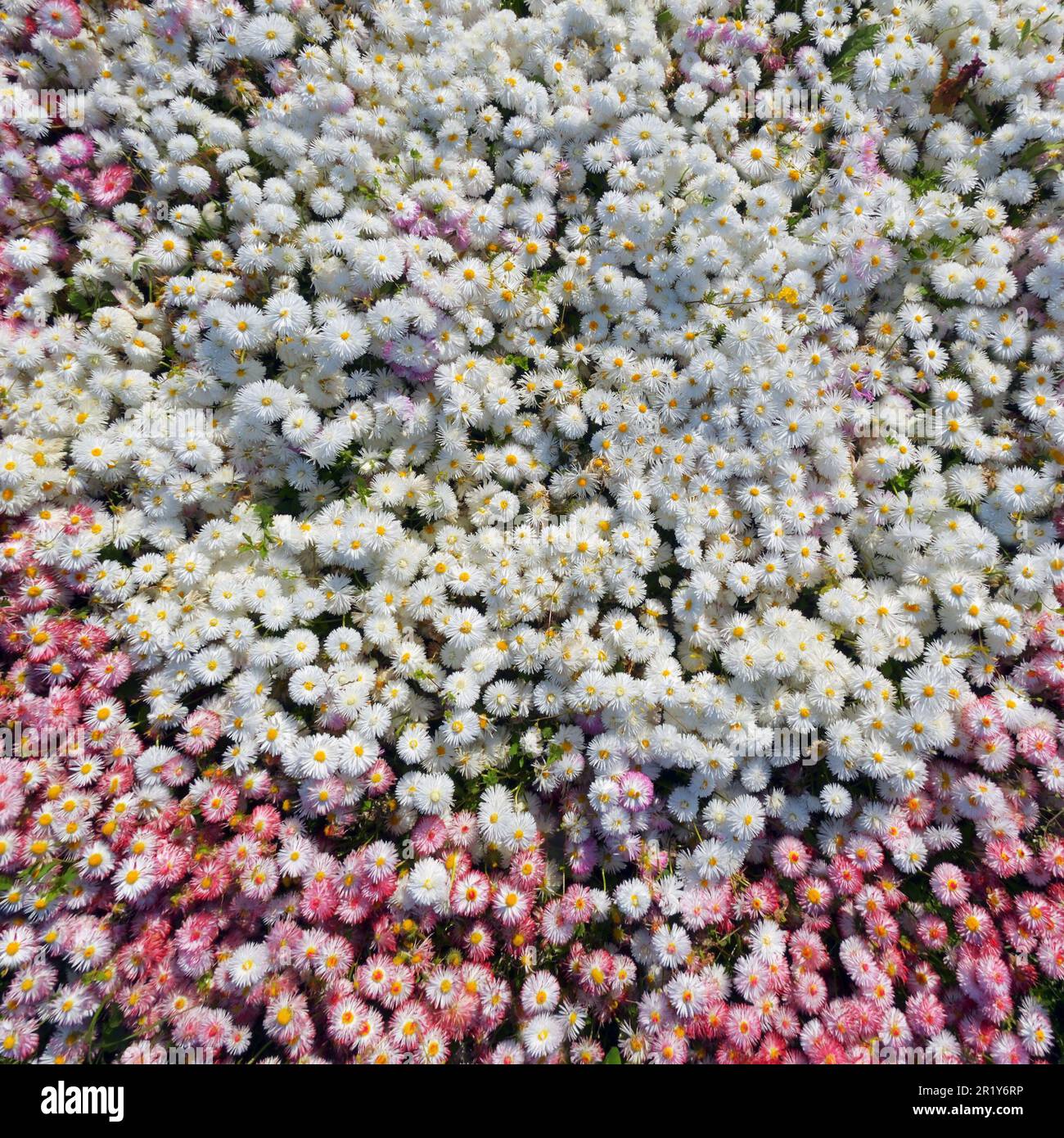 Bellis perennis, Daisy, Daisy comune, Daisy prato con rosa lussureggiante Foto Stock