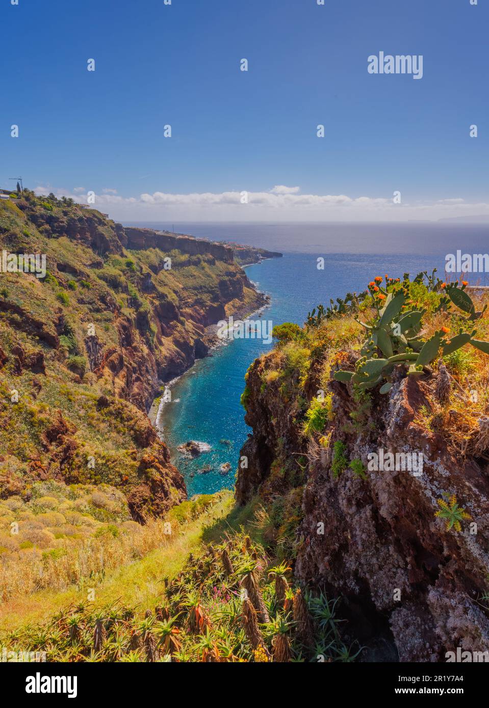 Cactus opuntia che cresce in un paesaggio soleggiato dell'isola di Madeira Foto Stock