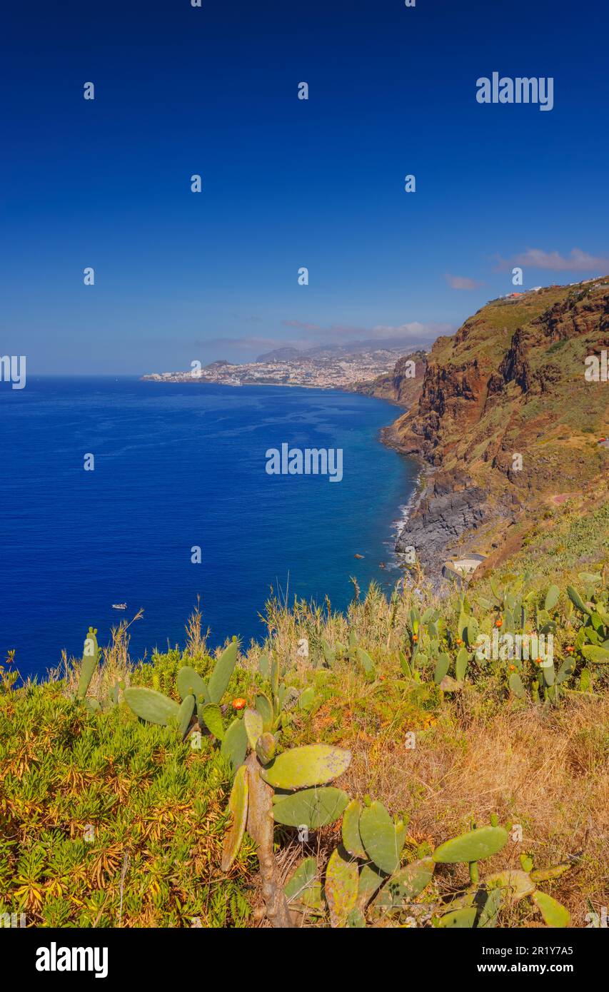 Cactus opuntia che cresce in un paesaggio soleggiato dell'isola di Madeira Foto Stock