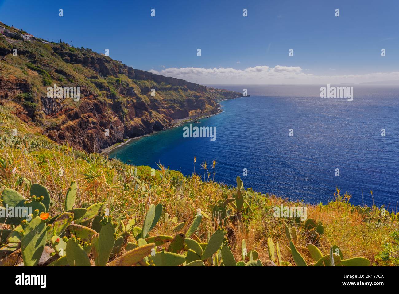 Cactus opuntia che cresce in un paesaggio soleggiato dell'isola di Madeira Foto Stock