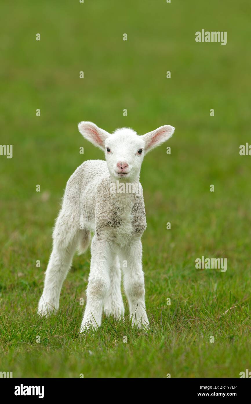 Primo piano ritratto di un agnello neonato in primavera, di fronte con un'espressione quizzica. Pulito, sfondo verde. Spazio per la copia. Verticale. Foto Stock