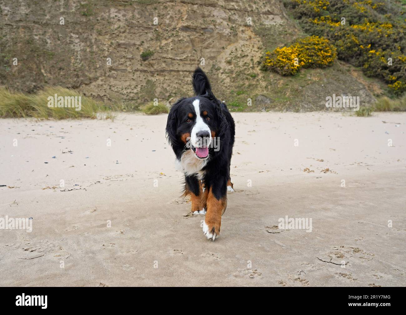 Bernese Mountain Dog a piedi sulla spiaggia Foto Stock