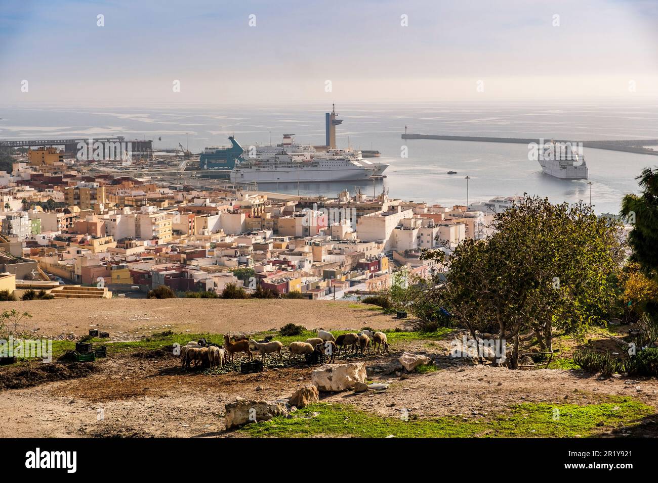 Splendida vista delle pecore con il mare mediterraneo con grande incrociatore sullo sfondo, Almeria, Andalusia, Spagna. Foto Stock