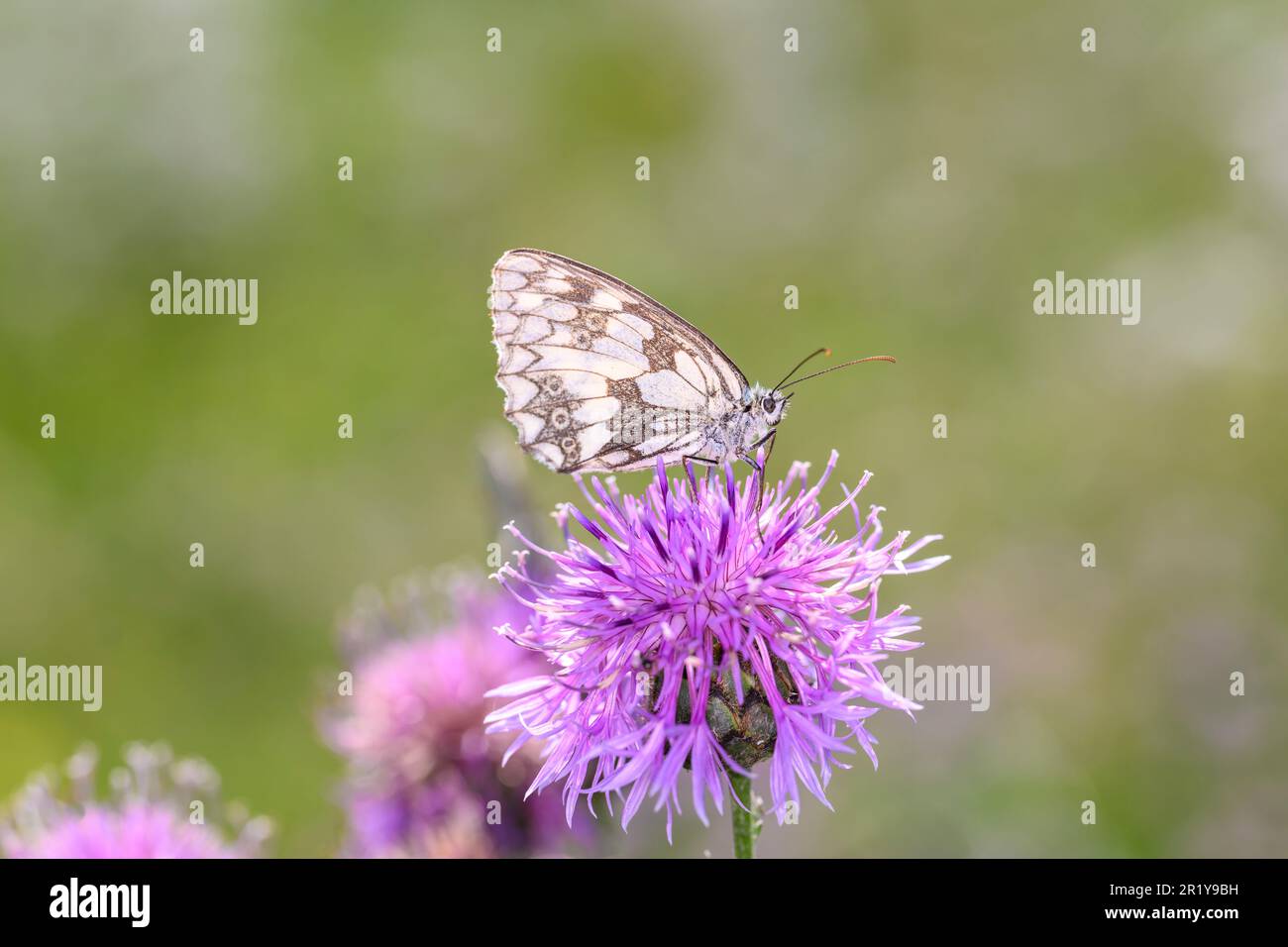 Il bianco marmorizzato - Melanargia galathea succhia il nettare con il suo tronco dalla fioritura della Centaurea scabiosa, la maggiore tessitura Foto Stock