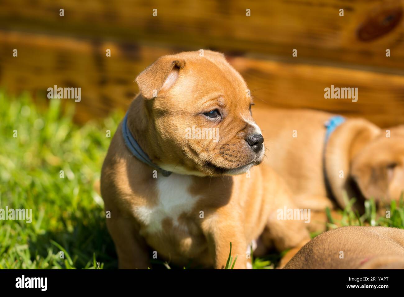 Staffordshire toro terrier, cuccioli meravigliosi da allevamento professionale di cani purebred. Foto Stock