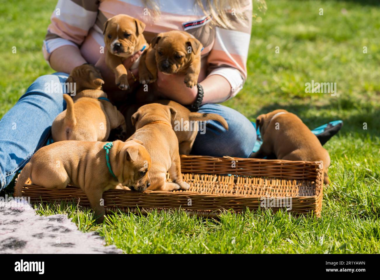 Staffordshire toro terrier, cuccioli meravigliosi da allevamento professionale di cani purebred. Foto Stock