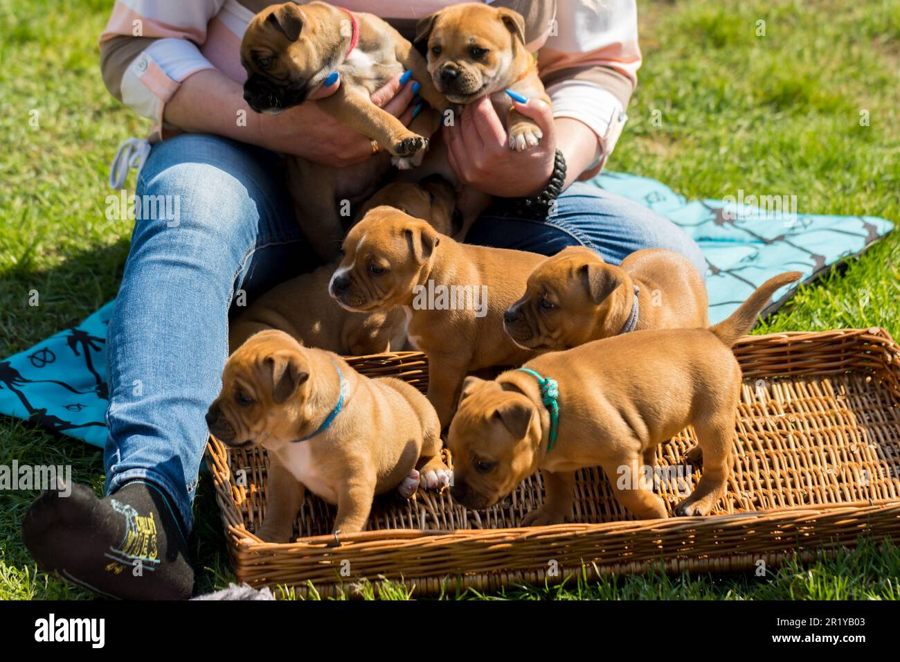 Staffordshire toro terrier, cuccioli meravigliosi da allevamento professionale di cani purebred. Foto Stock