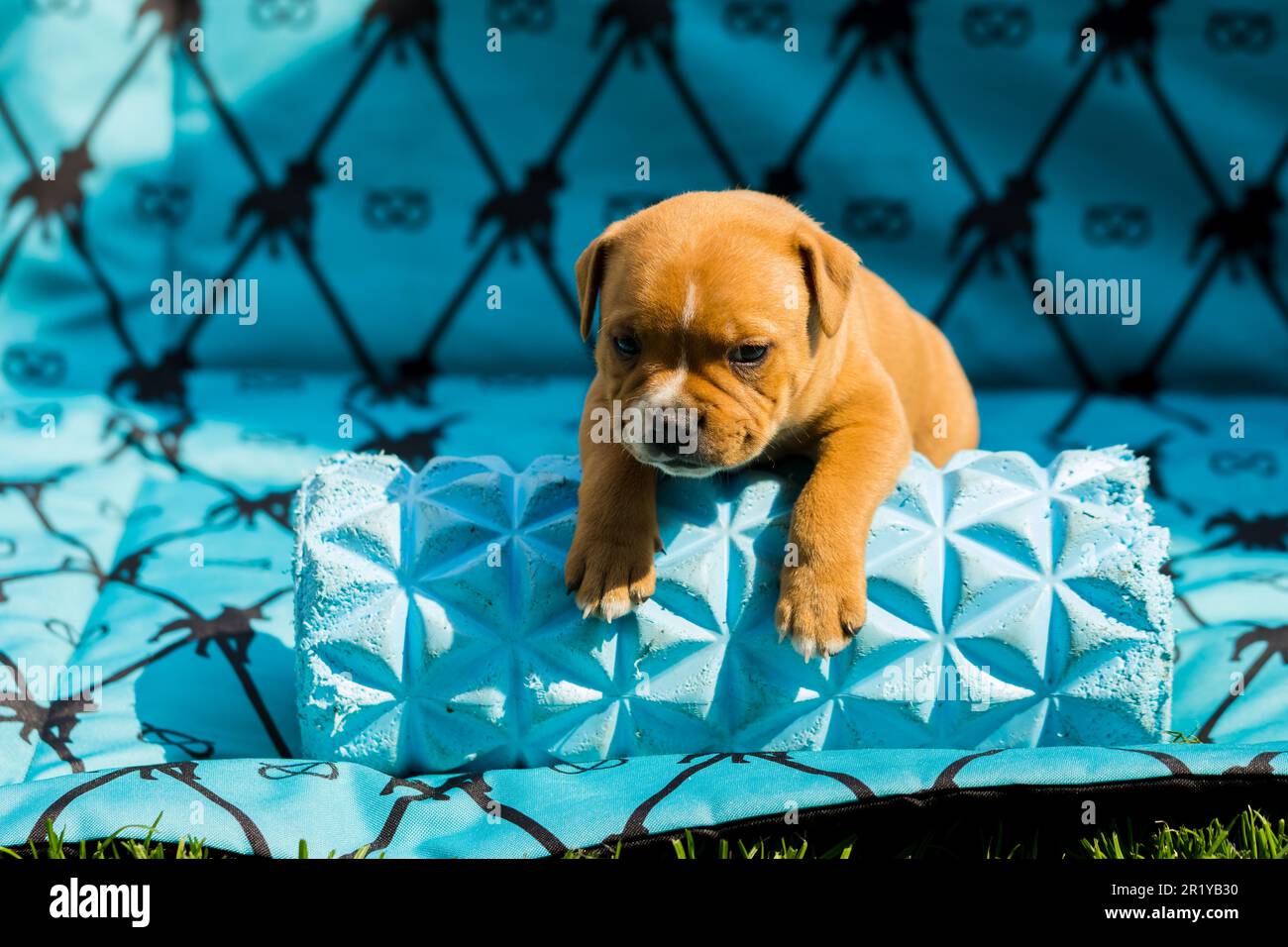 Staffordshire toro terrier, cuccioli meravigliosi da allevamento professionale di cani purebred. Foto Stock