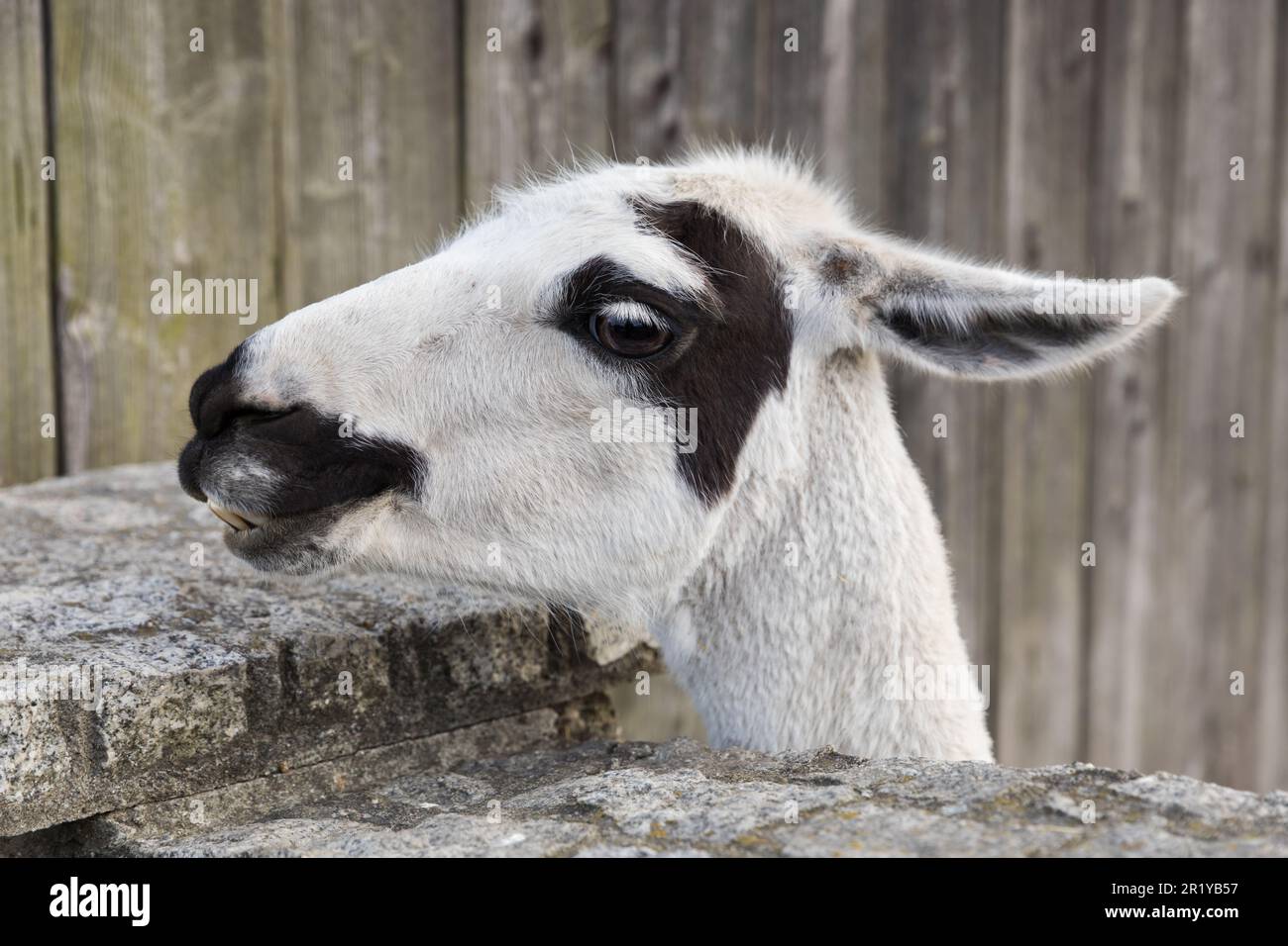 Ritratto di un simpatico lama sorridente, primo piano animale. Foto Stock