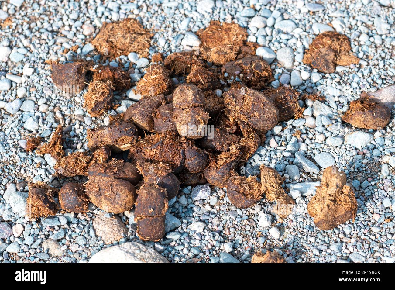 Mucchio di sterco di cavallo o concime sulla strada di paese Foto Stock