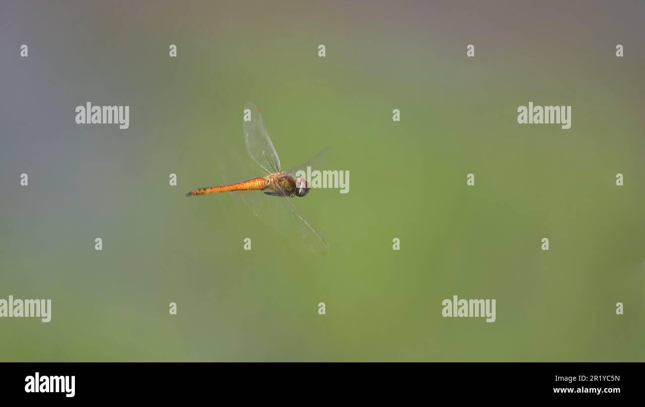 Primo piano di una libellula arancione in volo con uno sfondo verde sfocato fotografato in Israele Foto Stock
