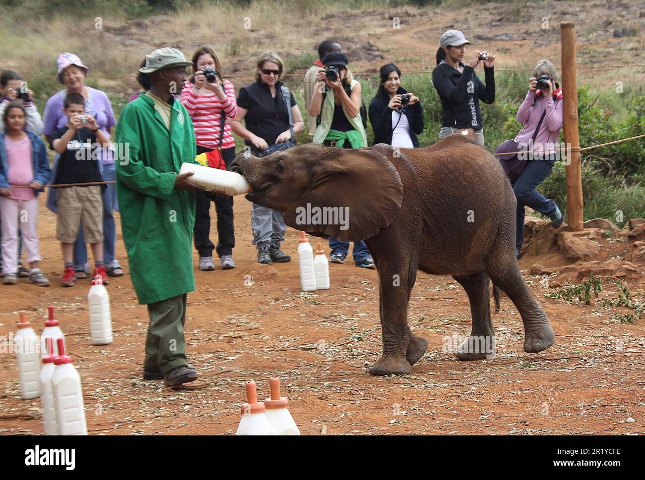 Un giovane vitello da elefante che viene alimentato in bottiglia con latte all'Orfanotrofio David Sheldrick vicino a Nairobi, Kenya Foto Stock