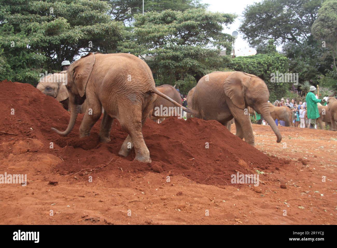 Un giovane vitello da elefante che viene alimentato in bottiglia con latte all'Orfanotrofio David Sheldrick vicino a Nairobi, Kenya Foto Stock