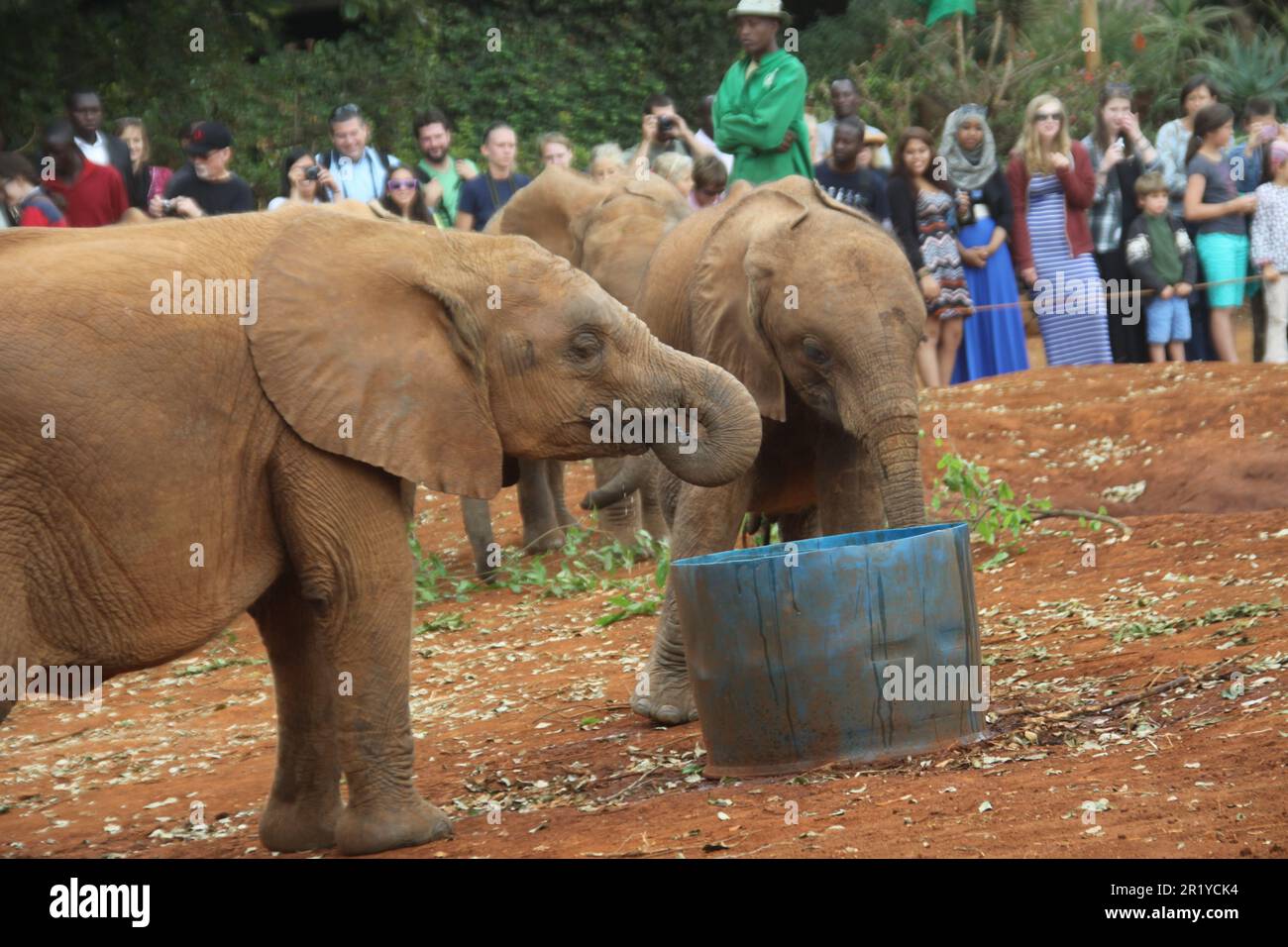 Un giovane vitello da elefante che viene alimentato in bottiglia con latte all'Orfanotrofio David Sheldrick vicino a Nairobi, Kenya Foto Stock
