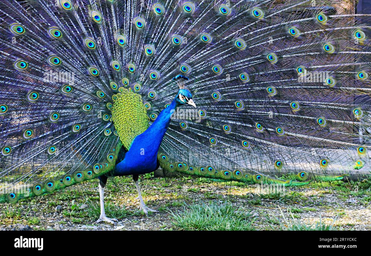 Incredibile pavone che mostra i suoi splendidi colori Foto Stock