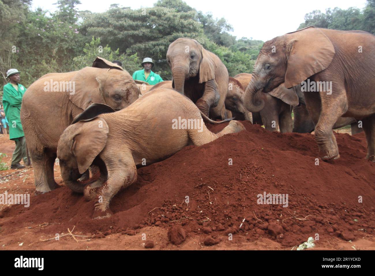 Un giovane vitello da elefante che viene alimentato in bottiglia con latte all'Orfanotrofio David Sheldrick vicino a Nairobi, Kenya Foto Stock