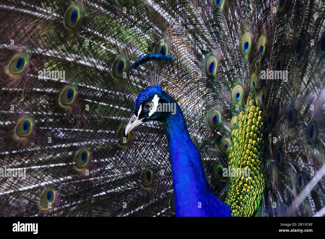 Incredibile pavone che mostra i suoi splendidi colori Foto Stock