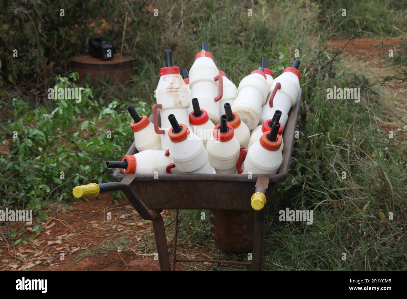 Un giovane vitello da elefante che viene alimentato in bottiglia con latte all'Orfanotrofio David Sheldrick vicino a Nairobi, Kenya Foto Stock
