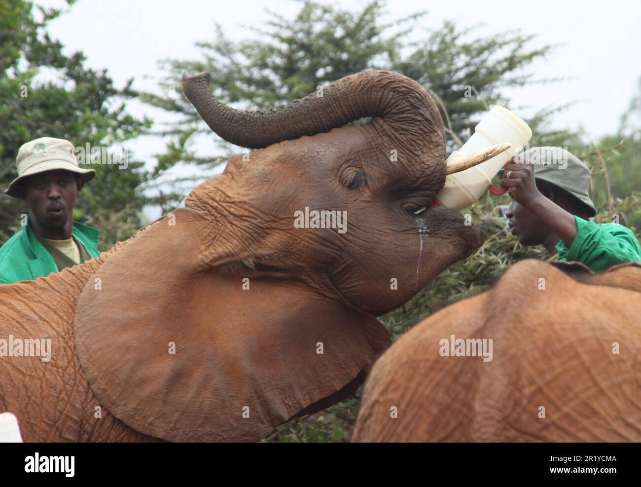 Un giovane vitello da elefante che viene alimentato in bottiglia con latte all'Orfanotrofio David Sheldrick vicino a Nairobi, Kenya Foto Stock
