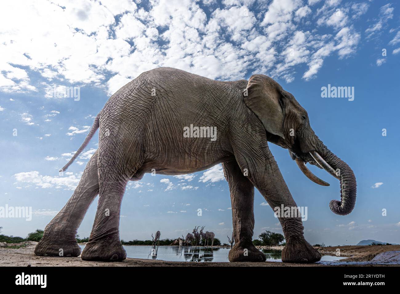 Un elefante che cammina tra il piccolo divario tra la pelle e il bacino d'acqua incornicia un gregge di kudu MADIKWE GAME RESERVE, SUDAFRICA. IMMAGINI tratte da j Foto Stock