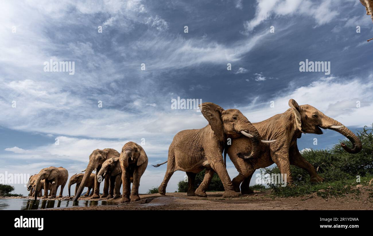Spingere e un po' di aggressività è mostrato come gli elefanti competono per l'acqua dolce dal tubo di entrata al foro dell'acqua. RISERVA DI CACCIA MADIKWE, SOUT Foto Stock