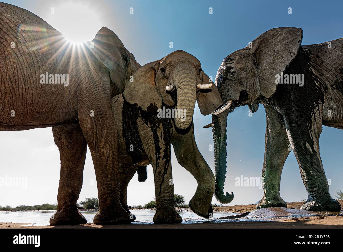 Un giovane elefante si muove verso il fotografo nella riserva DI CACCIA MADIKWE nascosta sotterranea, SUDAFRICA. IMMAGINI scattate a soli due metri di distanza Foto Stock