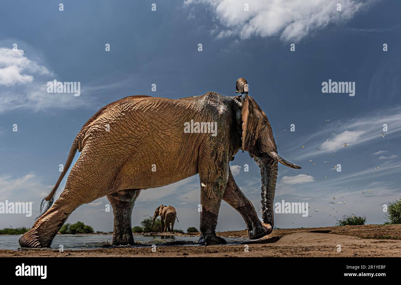 Una volta all'anno le sciami di farfalle bianche a vele gialle migrano dalla costa occidentale del Sudafrica alla riserva DI caccia Madagascar MADIKWE, SUDAFRICA. IMMAGINI Foto Stock