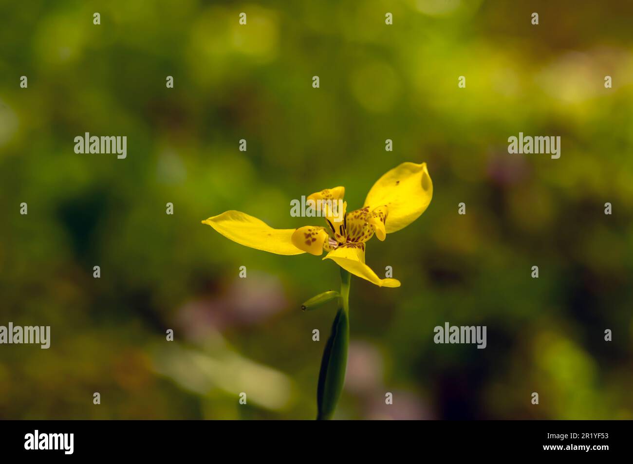 Un fiore giallo di iride (Trimezia martinicensis) con fondo sfocato Foto Stock