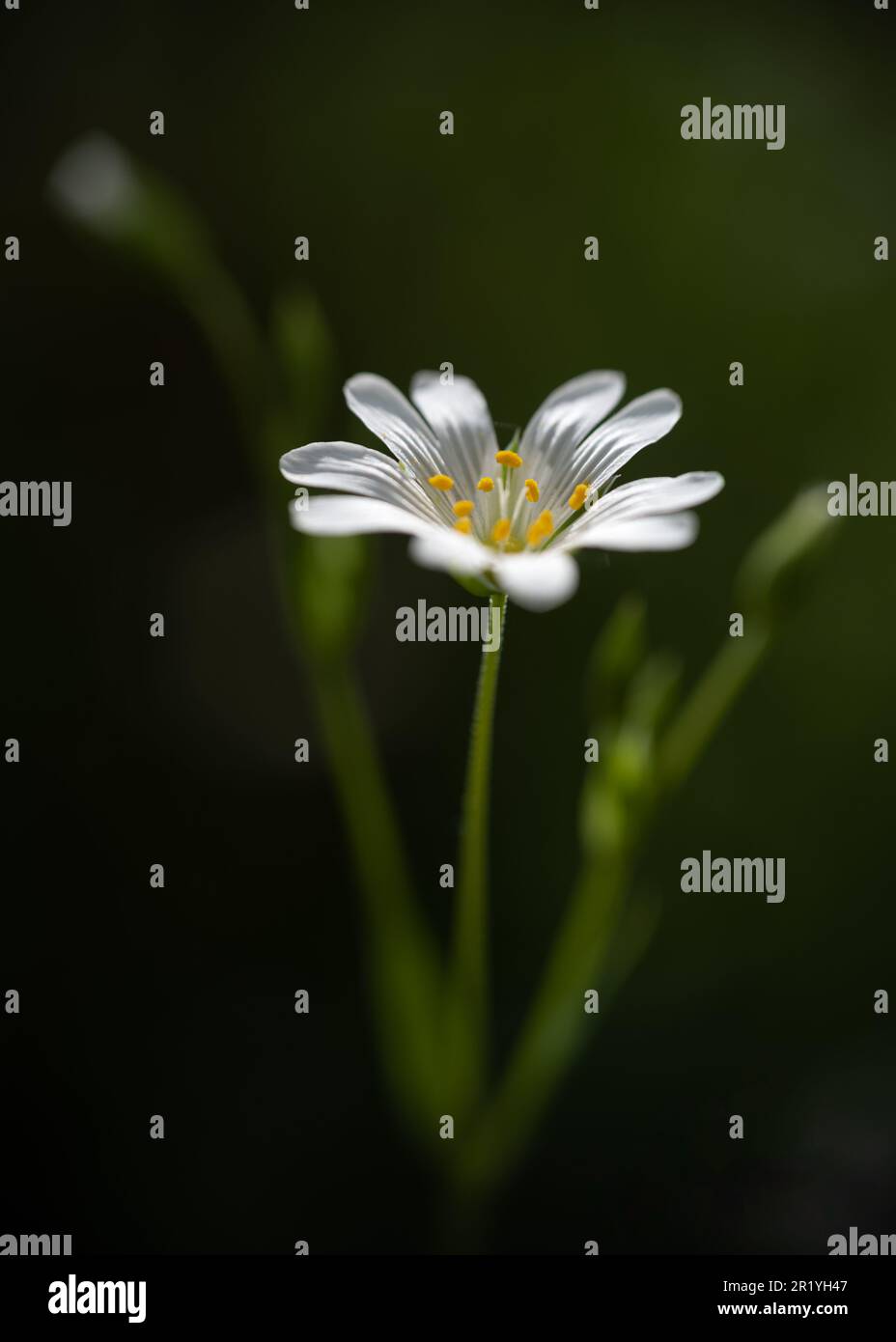 Fiori bianchi su sfondo verde. Stichwort maggiore. Starwort. Addersmeat. Ologa di Rabelera. Molla Foto Stock