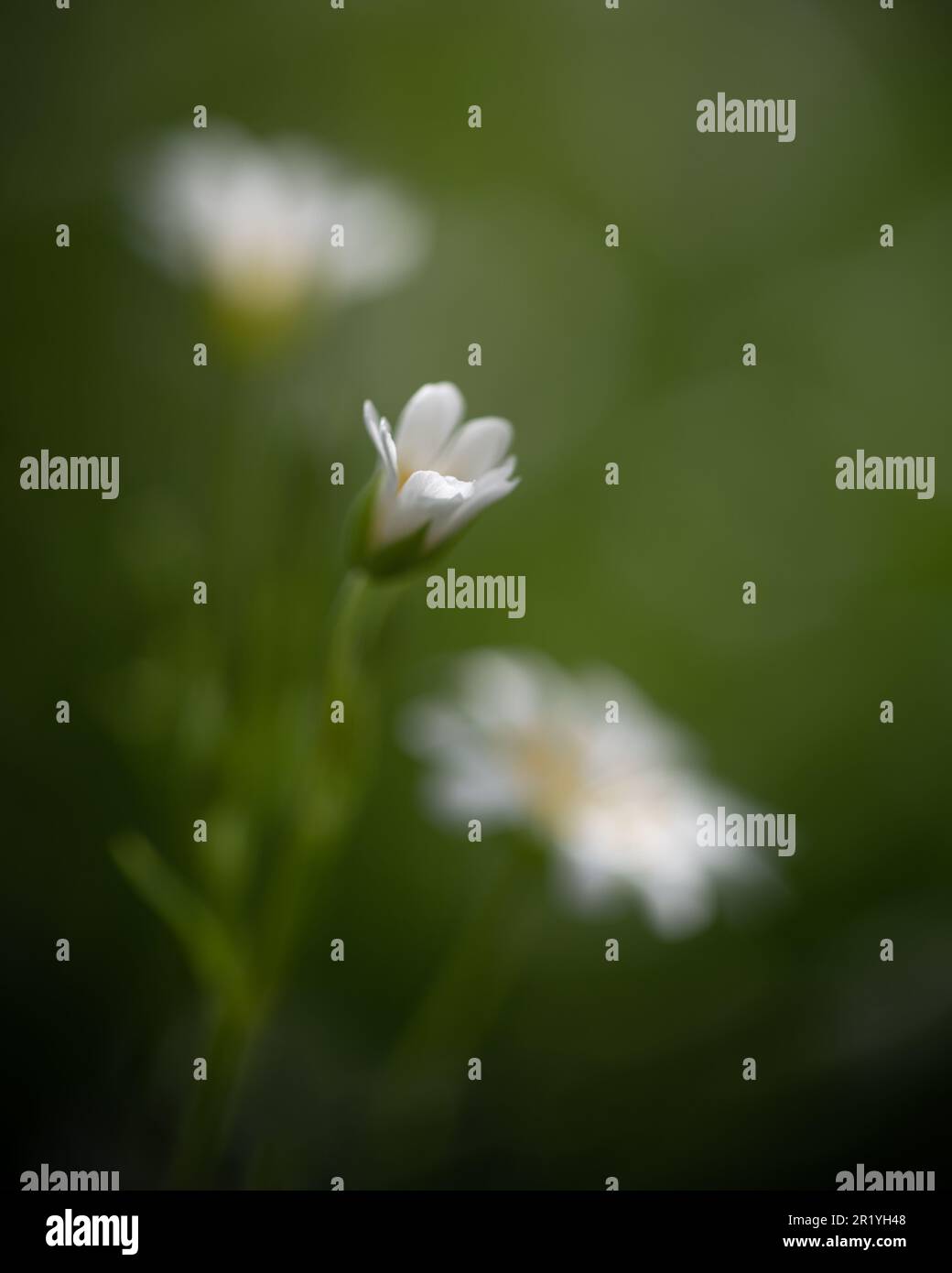 Fiori bianchi su sfondo verde. Stichwort maggiore. Starwort. Addersmeat. Ologa di Rabelera. Molla Foto Stock