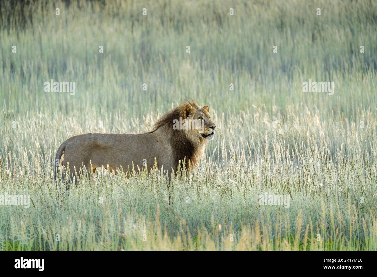 Leone in erba a piedi, leone di criniera nera, vista laterale. Kalahari, Kgalagadi Transfrontier Park, Sudafrica Foto Stock