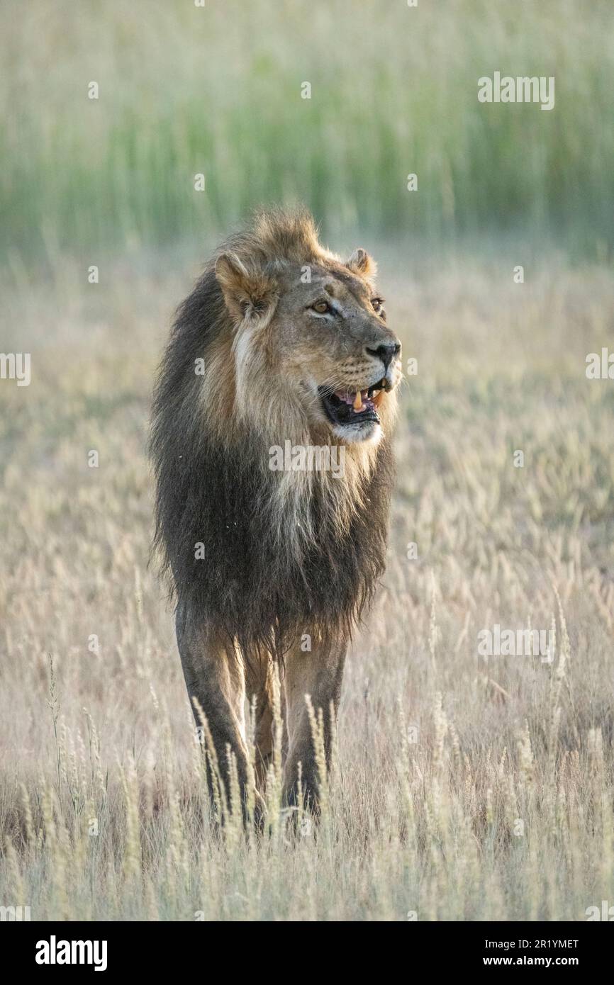 Leone in erba a piedi, ritratto di leone nero-maneggiato. Kalahari, Kgalagadi Transfrontier Park, Sudafrica Foto Stock