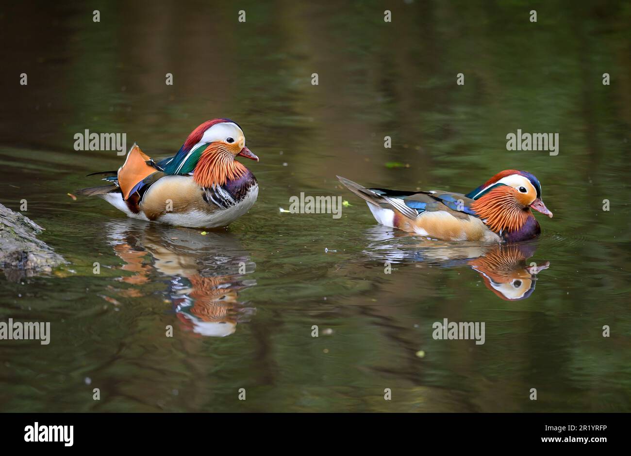 Due anatre mandarin maschili che nuotano su un lago nel Kent, Regno Unito. Due anatre con riflessi. Anatra mandarina (Aix galericulata) a Kelsey Park, Beckenham, Londra Foto Stock