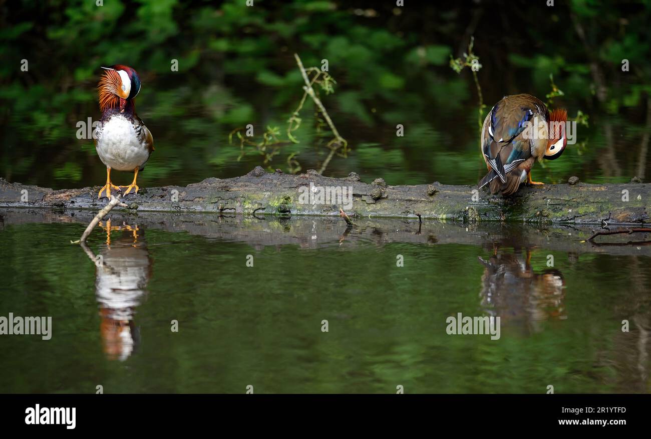 Due anatre mandarin maschi in piedi su un ceppo in Kent, Regno Unito. Anatre con riflessi in un lago. Anatra mandarina (Aix galericulata) a Kelsey Park, Beckenham. Foto Stock