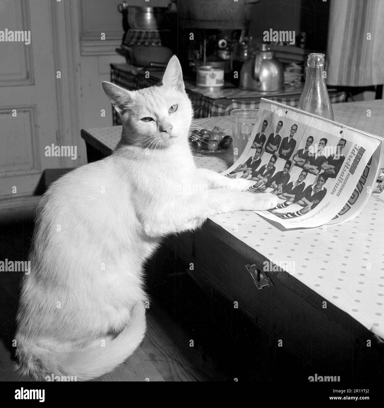Negli anni '1950s. Un gatto è raffigurato seduto a un tavolo con i piedi sulla pagina di una rivista di calcio con una foto di squadra su di esso. Svezia 1950. Rif. Conard 1426 Foto Stock