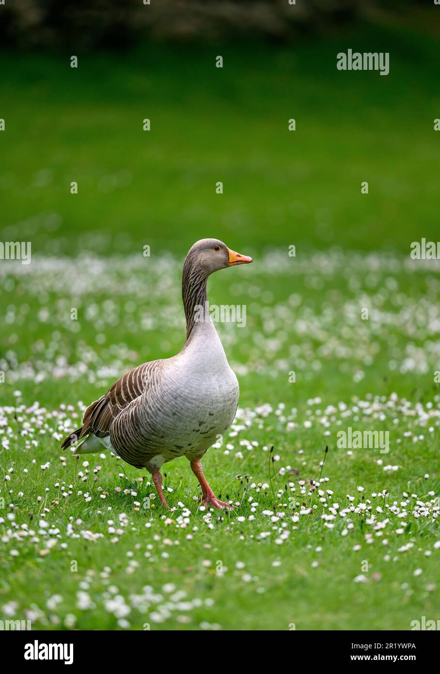 L'oca di Greylag in piedi sull'erba con i fiori bianchi in Kent, Regno Unito. Orientamento verticale e profondità di campo ridotta. L'oca di Greylag (Anser anser) in un parco Foto Stock