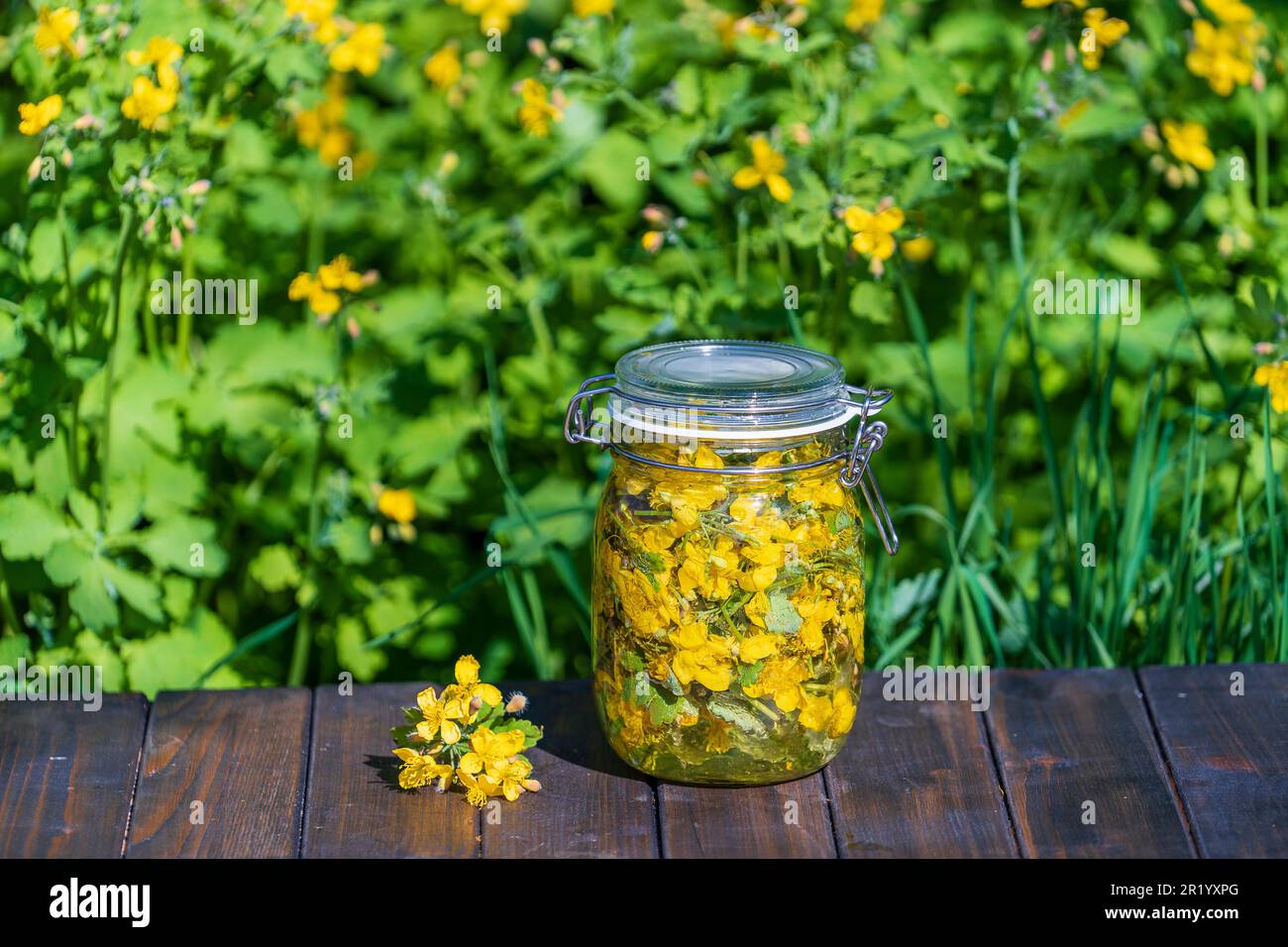 Fatto in casa di tintura di erbe da fiori di celandina maggiore fresco e vodka in un vaso di vetro su un tavolo di legno in un giardino di primavera, primo piano Foto Stock