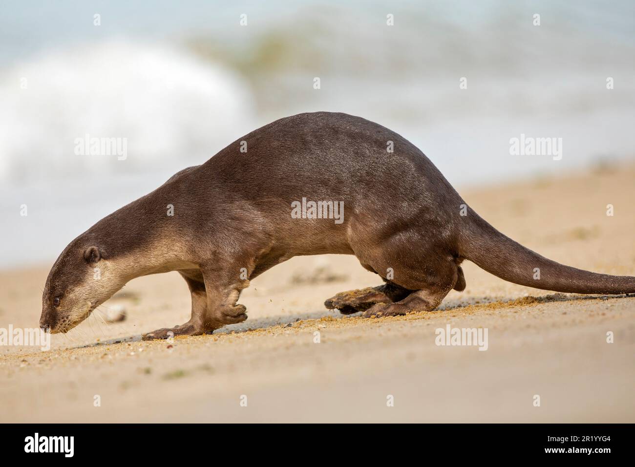 La lontra liscia maschio adulto segna il territorio su una spiaggia, Singapore Foto Stock