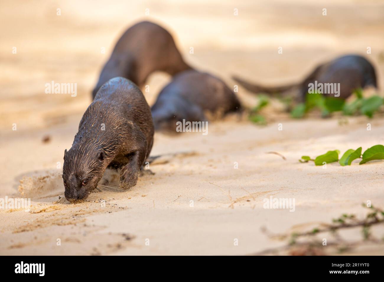 Una lontra rivestita liscia annienta il profumo del terreno mentre il resto della famiglia riposa sulla spiaggia, Singapore Foto Stock