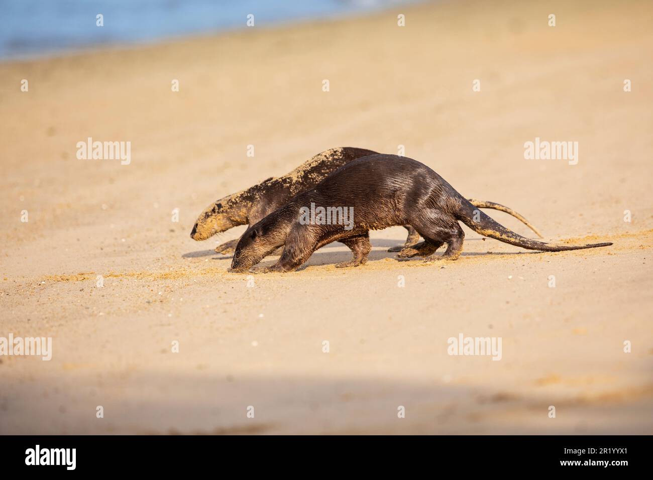 Due lontre rivestite lisce il profumo del terreno mentre camminate su una spiaggia, Singapore Foto Stock