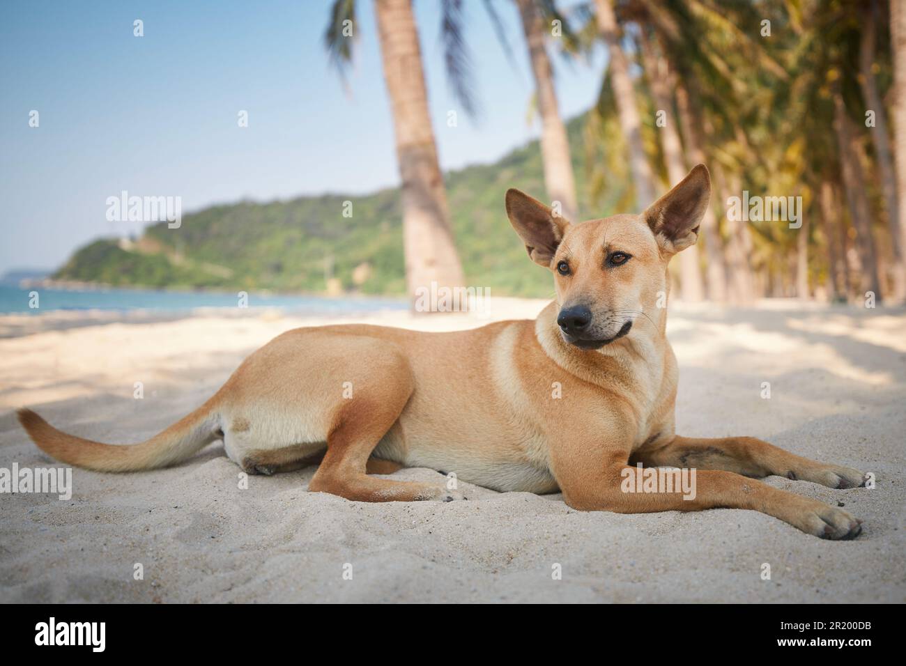 Carino cane sdraiato sotto le palme su idilliaca spiaggia di sabbia. Temi vacanza e avventura estiva con animali domestici. Foto Stock