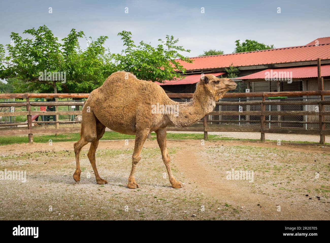 Dromedario arabo un cammello humbed in uno zoo.Karditsa, Grecia Foto Stock