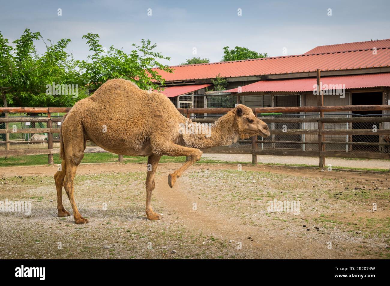 Dromedario arabo un cammello humbed in uno zoo.Karditsa, Grecia Foto Stock