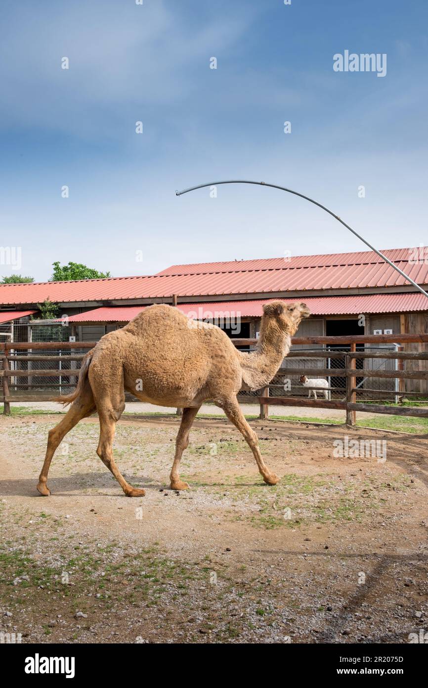 Dromedario arabo un cammello humbed in uno zoo.Karditsa, Grecia Foto Stock